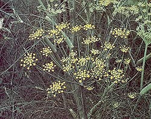 Herb Seeds - Fennel Non Bulbing Seeds