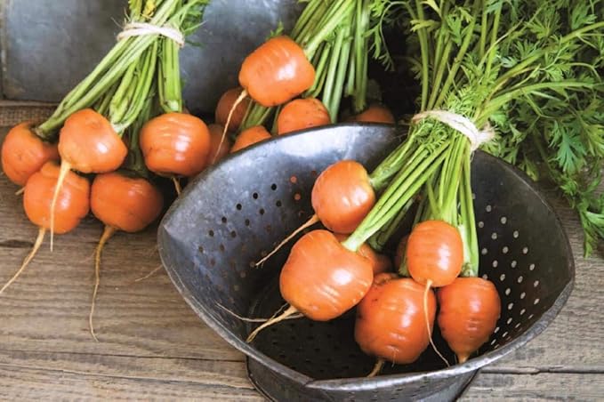 KIRA SEEDS - Seeds Carrot Paris Market - Heirloom Vegetable - GMO Free