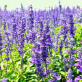 1000 Blue Hyssop Seeds | Hyssopus Officinalis Syrian Oregano Mint Lavender Plant Herb Garden Soothing Flower Seed