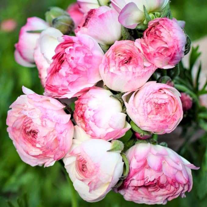 Set 50 Ranunculus Bulbs for Planting, Picotee Pink Ranunculus Corms Bulk, Butterfly Ranunculus Flowers Bulbs Spring Fall, Peony Buttercup Ranunculus