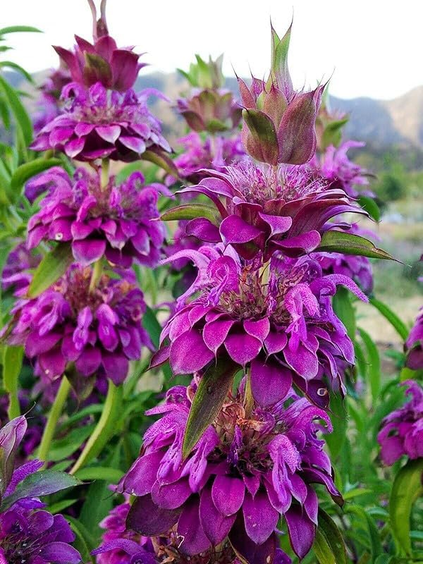 SeedsUP - 300+ Seeds Lemon Bee Balm Monarda Lemon Mint - Herb Green