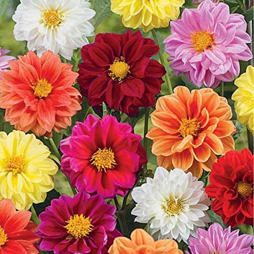 KIRA SEEDS - Seeds Double Dahlia Mix - Annual Flowers for Planting - GMO Free