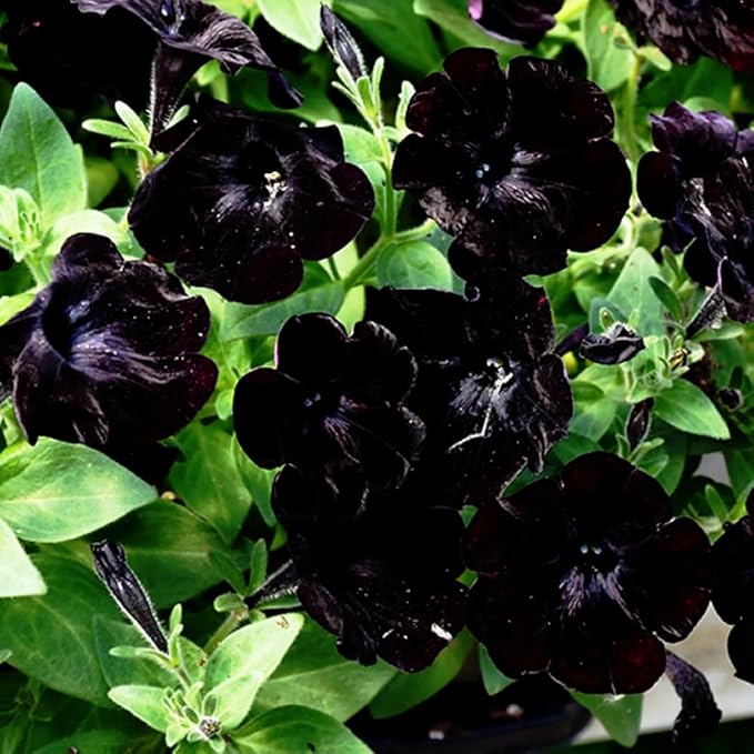 300PCS Black Petunia Seeds for Planting,Dwarf Wave Petunia Flowers Seeds to Plant Garden Hanging Baskets Flower in Home Gardens