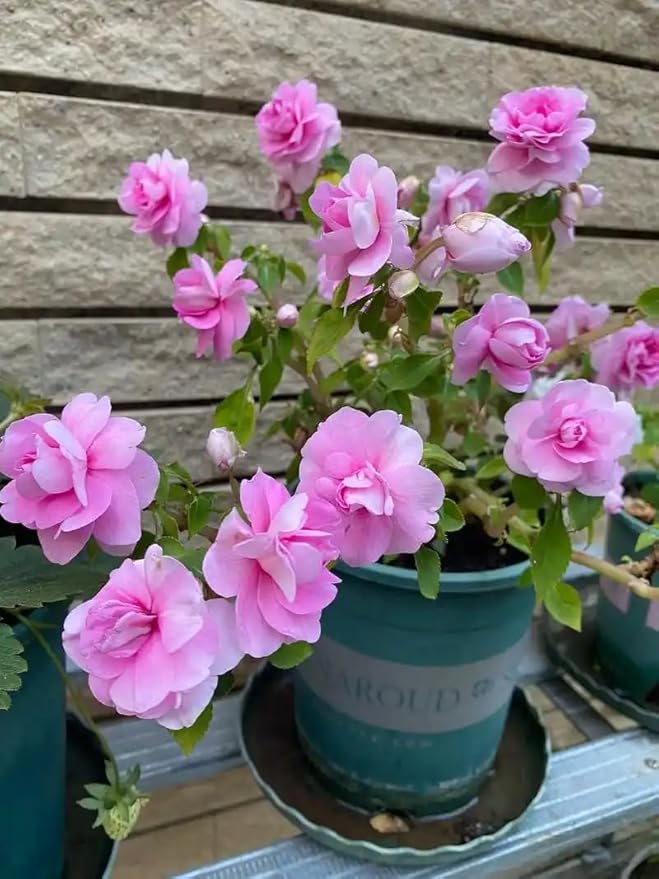 Mixed Impatiens Balsamina Balsam Seeds Camelia Impatiens Seeds Double Flower Garden Patio Container 100pcs