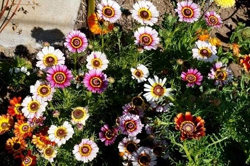 Seeds Multicolor Painted Daisy 100+ Seeds for Planting Chrysanthemum Rainbow Mix Annual