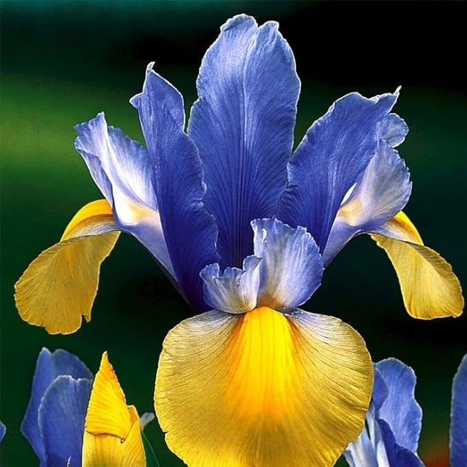 35pcs Mixed Color Rare Heirloom Iris Seeds - Stunning Colors for Your Garden - Uncommon Varieties