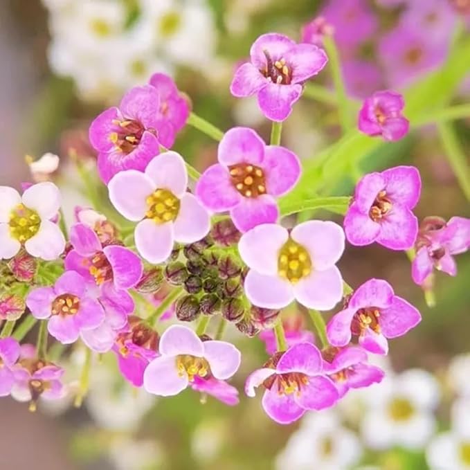 100+ Pink Rosie O'Day Alyssum Seeds Groundcover Flowers Garden Planting
