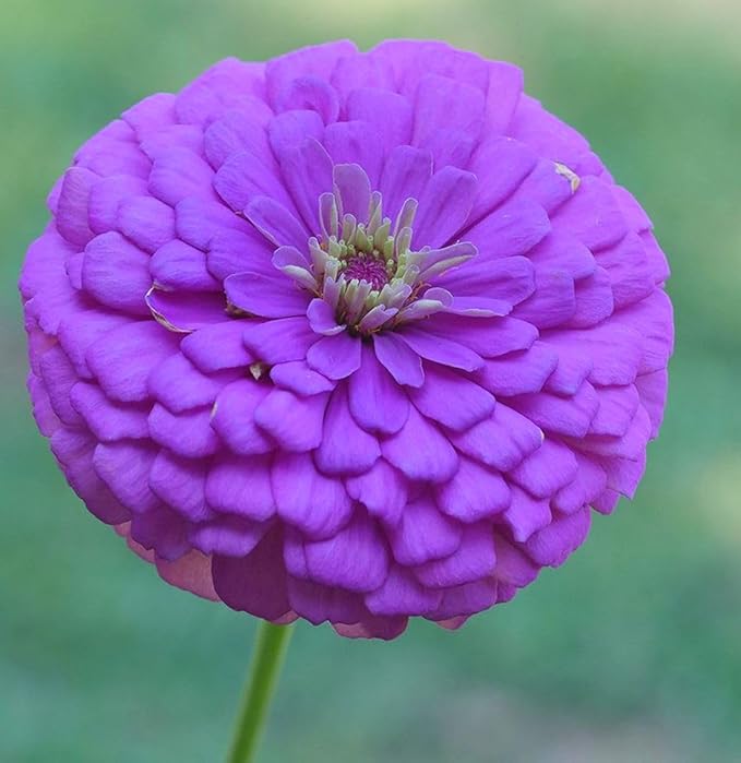 200 Pcs Pink Zinnia Seeds - Heirloom Perennial Non-GMO Outdoor Indoor