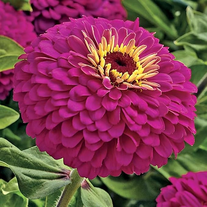 Park Seed Uproar Rose Hybrid Zinnia Seeds - Pack of 100 Seeds, Neon Bright Magenta-Zing Blooms, 30-36 Inches Tall, Perfect for Borders, Beds, and Containers, Attracts Butterflies