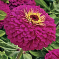 Park Seed Uproar Rose Hybrid Zinnia Seeds - Pack of 100 Seeds, Neon Bright Magenta-Zing Blooms, 30-36 Inches Tall, Perfect for Borders, Beds, and Containers, Attracts Butterflies