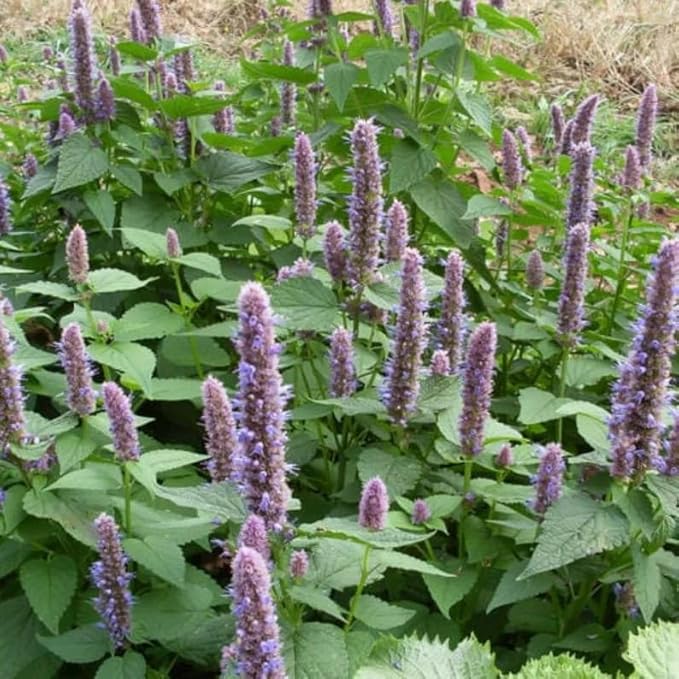 3000 Seeds Korean Licorice Mint Seeds; Herbal Tea Medicine;