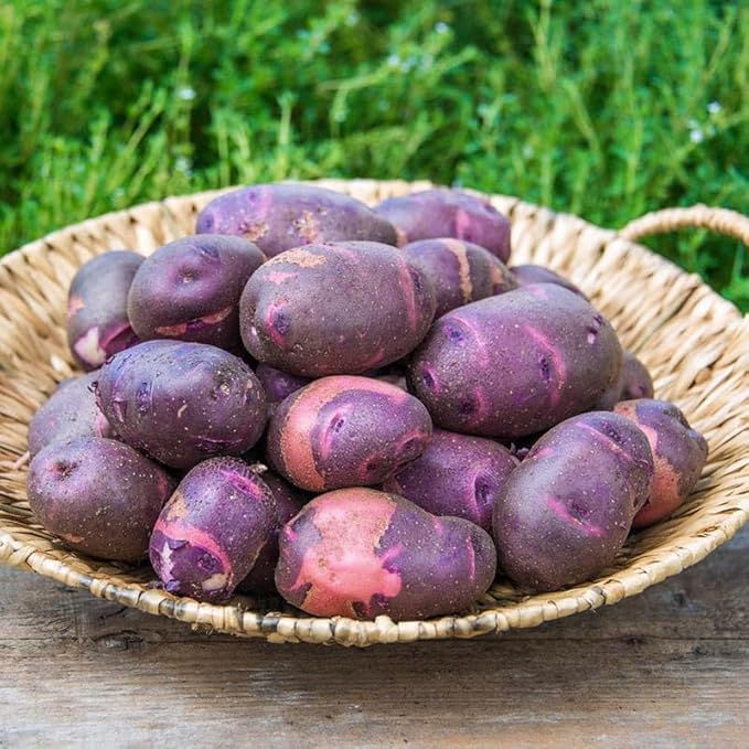 Purple Potato Seeds for Planting Outdoors, 60 Seeds True Potato Seeds Easy for Growing from Seeds