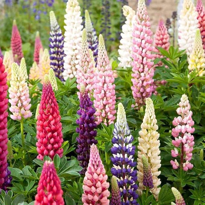Seeds Lupin Giant Mix/Perennial Flowers
