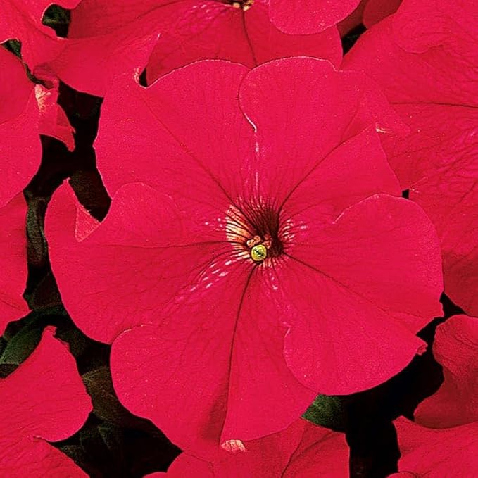 Park Seed Dreams Red Petunia Seeds - Pack of 500 Seeds, Vibrant Red Blooms, Attracts Pollinators, Perfect for Containers, Window Boxes, and Garden Borders