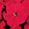 Park Seed Dreams Red Petunia Seeds - Pack of 500 Seeds, Vibrant Red Blooms, Attracts Pollinators, Perfect for Containers, Window Boxes, and Garden Borders
