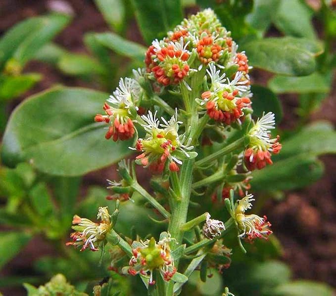 KIRA SEEDS - Seeds Reseda - Garden Mignonette - Heirloom Herb - GMO Free
