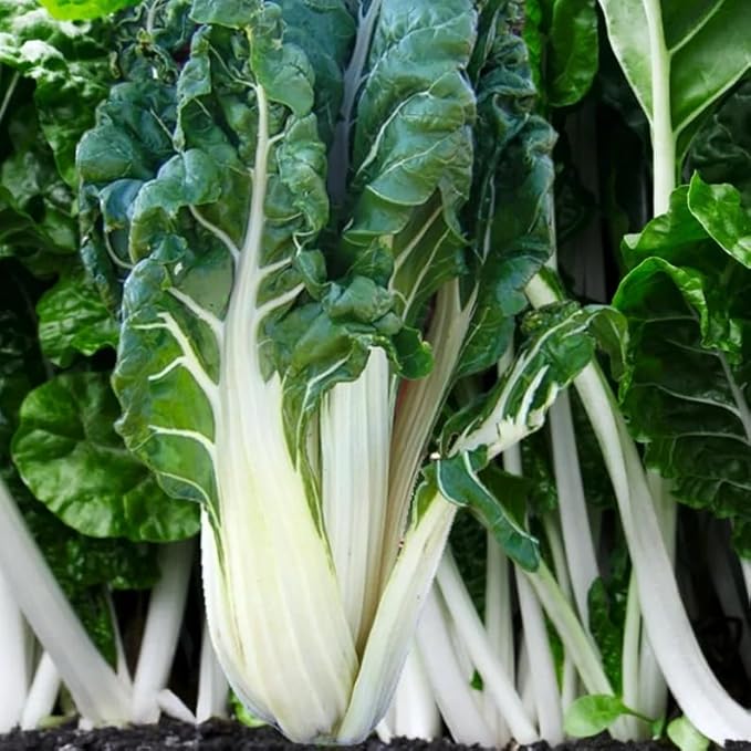 200 Large White Ribbed Swiss Chard Seeds | Silverbeet Spinach Beet Kale Collards Fordhook Garden Vegetable Seed