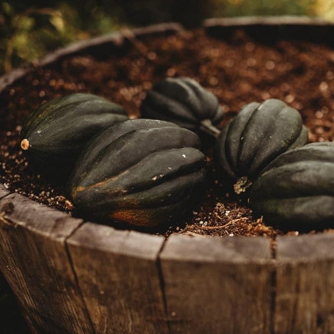 Table Queen Bush Acorn Squash - 25 Seeds - Heirloom Bush Squash Variety, Great for Raised Beds & Containers, Non-GMO Winter Squash Seeds for Planting in The Home Garden, Thresh Seed Company