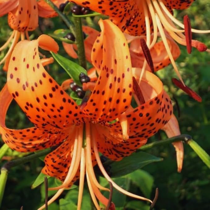 10 Tiger Lilies Bulbs for Planting, Turks Cap Lily Bulbs for Planting Outdoors, Annual Flower Bulb, Easy to Plant