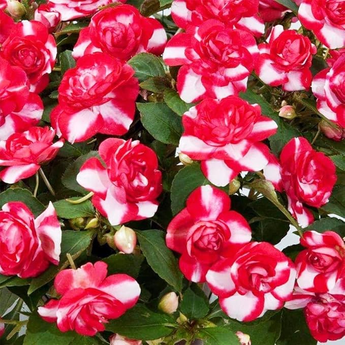 360+ Mixed Impatiens Athena Flower Seeds for Planting -Non-GMO Heirloom Garden Seeds for Planting Flowers