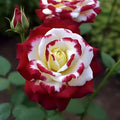100+ PCS Rare Twin Red White Rose Seeds - Heirloom Non-GMO Flower Seeds for Captivating Garden Blooms - Includes Planting Instructions, Perfect for Spring and Fall Planting, Great Gardening Gift