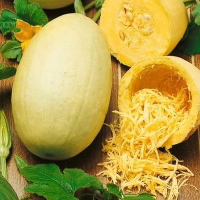 NIKA SEEDS - Seeds Vegetable Zucchini Spaghetti - 30 Seeds