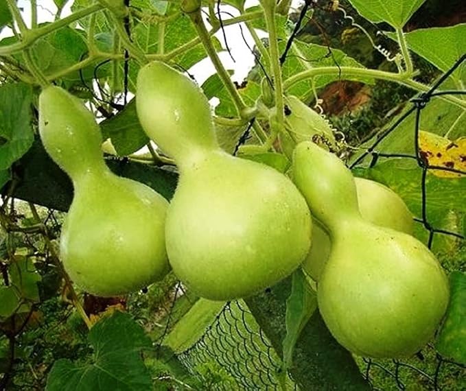 SeedsUP - 10+ Seeds Bottle Gourd (Calabash, Lagenaria) - Vegetable Green