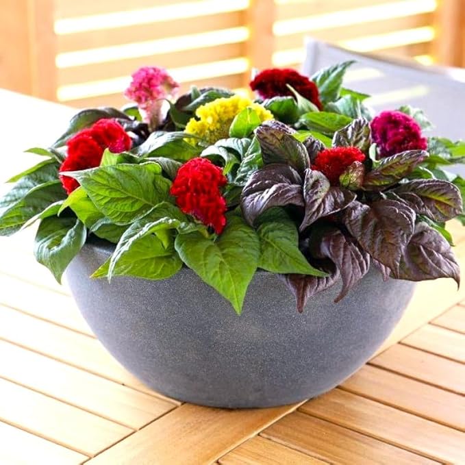Seeds Cockscomb 200+ Seeds to Grow Celosia Cristata Celosia Argentea VAR. Cristata Velvet Flower Exotic Annual Plant Multicolor Mix