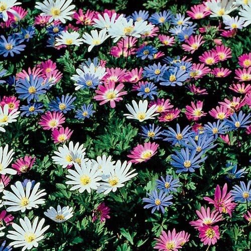 Votaniki Anemone Blanda Mix Bulbs for Planting - Perennial, Attracts Bees & Showy Flowers | Blooms in Mid Spring, Easy to Grow & Maintain (25 Pack)