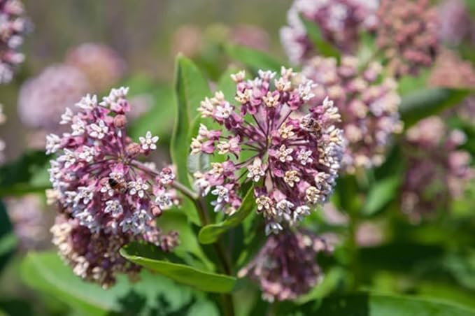 Common Milkweed Native Seeds (Asclepias Syriaca), Pack of 100 Seeds by Seeds2Go