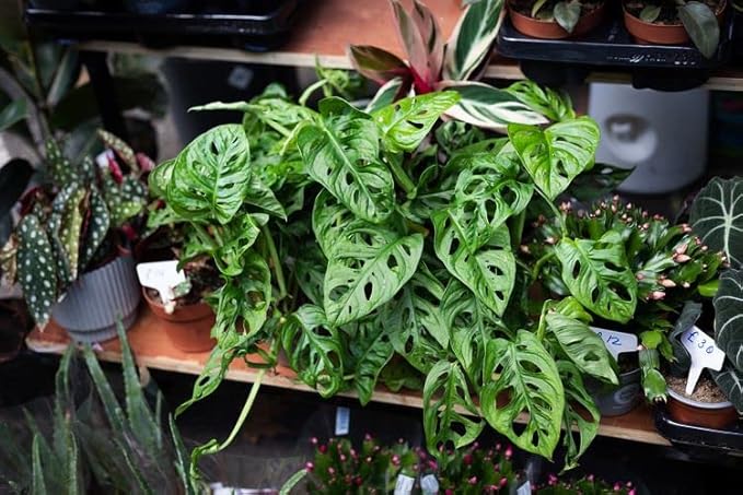 GARDENERA Monstera Swiss Cheese Plant Potting Mix - Monstera Deliciosa Blend for Optimal Nutrients, Aeration, and Drainage - 3 Quart