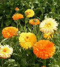 Calendula Flower Seeds, Pacific Beauty Mix, Pack of 2,000 Seeds by Seeds2Go
