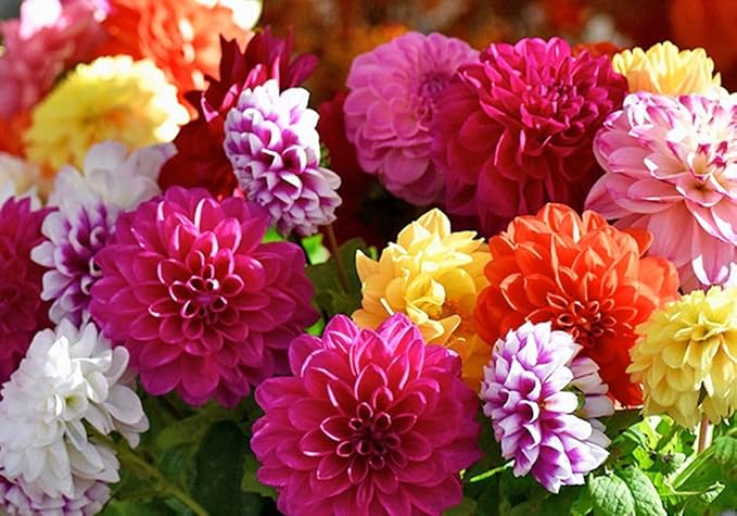 Rare Dahlia Seeds – 100+ Non-GMO Compound Petals Heirloom Seeds - High-Yield Mixed – Attracts Butterflies & Pollinators