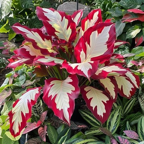 Hosta Seeds for Garden, 200 Pieces Perennial Shade Plants, Easy Growing Ornamental Foliage for Borders, Patios, Pots, Gardening Gift
