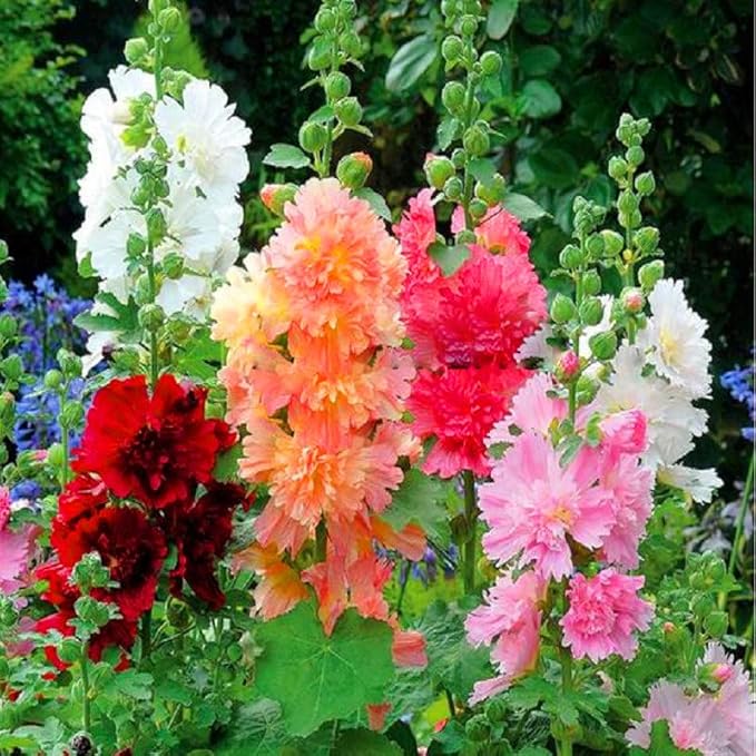 Hollyhock Majorette Mix Seeds – Alcea Rosea | Annual/Biennial | Compact, Double Blooms for Borders & Containers