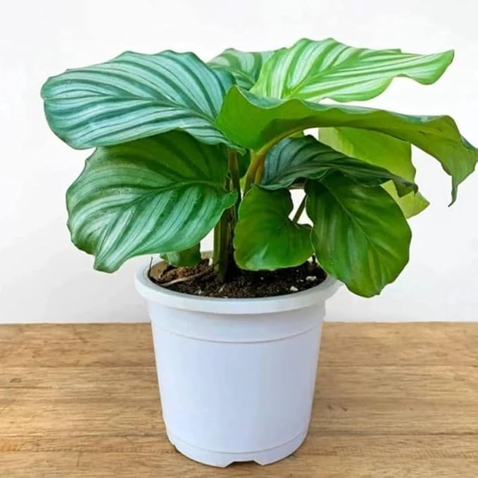 100pcs Green Calathea Plant Seeds for Planting, Tropical Foliage Seeds for Indoor & Outdoor Growing | Easy to Grow Houseplant Seeds