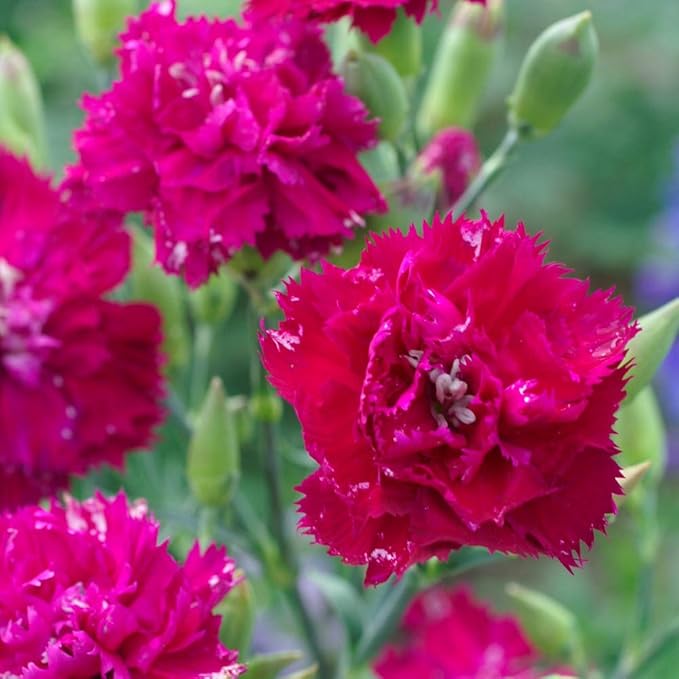 Outsidepride Magenta Carnation Seeds - 1000 Pcs Perennial, Easy to Grow Flower Seeds for Planting with Fragrant Blooms, Ideal for Pollinators, Cutting Gardens, Bouquets, & Floral Arrangements
