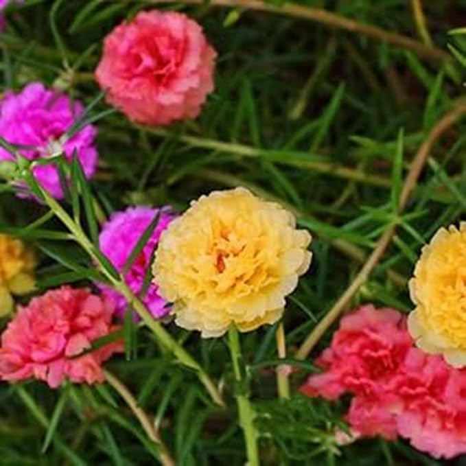 10000+ Portulaca Grandiflora Moss Rose Seeds Mixed Color Spreading for Planting Mexican Sun Rose Rock ROS Heat & Drought Tolerant Ground Cover Plant