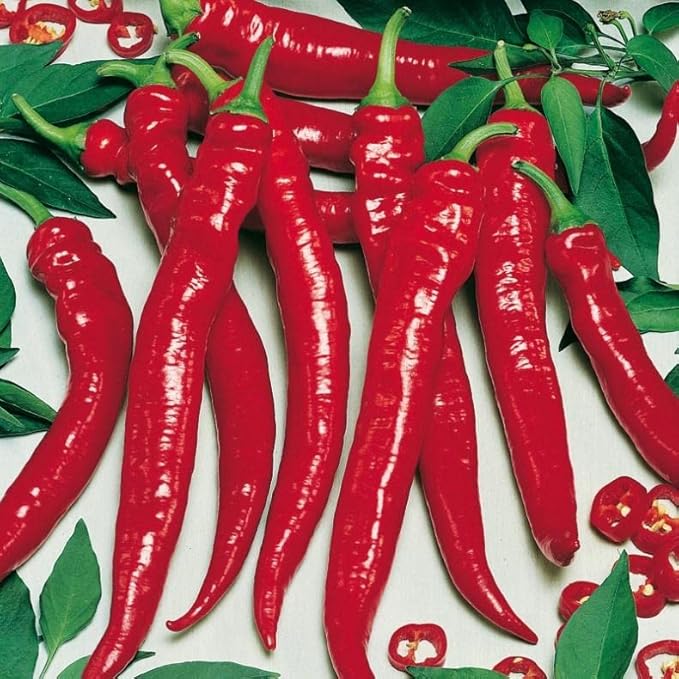 40+ Seeds Hot Chili Pepper Fire - Vegetable Red