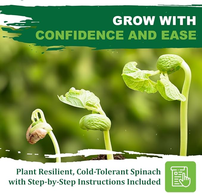 TKE Farms & Gardens - Bloomsdale Spinach Seeds for Planting, 320+ Heirloom Non-GMO Seeds, Cold-Hardy & Long Standing, Rich Flavor, Fast Growing for Spring & Fall Gardens, Indoors or Outdoors