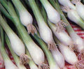 Onion Bunching Tokyo Long White Great Heirloom Vegetable Seeds by Seed Kingdom (1/4 Lb Seeds)