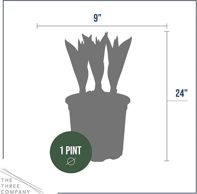 Live Flowering Tulip (4 Per Pack) - Purple, Beautiful Spring Bulbs, Ships Dormant in 1 Pint Pot, Blooms in 2-3 Weeks