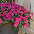 Park Seed Impatiens Flowering Plant Seeds, Shady Lady II Glow Girl Hybrid, Pack of 30 Seeds