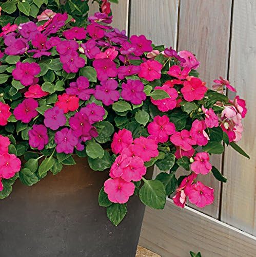 Park Seed Impatiens Flowering Plant Seeds, Shady Lady II Glow Girl Hybrid, Pack of 30 Seeds
