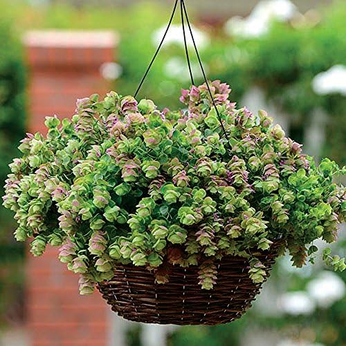 Park Seed Kirigami Ornamental Oregano Seeds, Pack of 20 Seeds