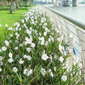 Set 6 White Mexican Petunia Plants Live, Perennial Outdoor Growing, Startrer Size 4-6" in Tall, Long Blooming Season, Landscapes, Borders, Ground Cover