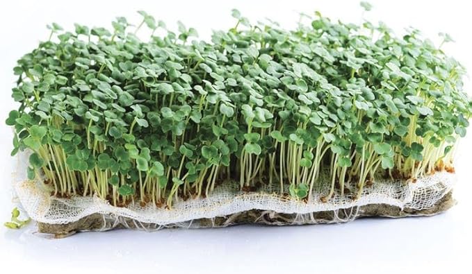 Park Seed Easy DIY Planting Sow Effortless Collection Seed Mats, Organic Arugula Microgreen, (Set of 2)