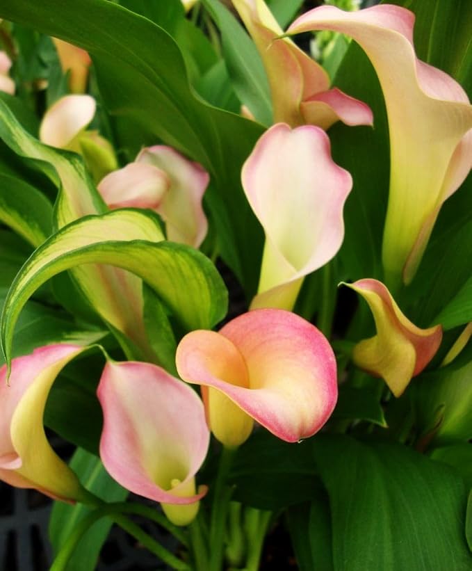 100 pcs White Pink Red Purple Calla Lily Seeds Beautiful Flowers Mix Color Perennial Plant Planting