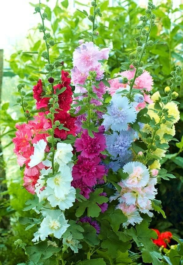 Hollyhock Majorette Mix Seeds – Alcea Rosea | Annual/Biennial | Compact, Double Blooms for Borders & Containers