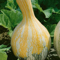 Autumn Colors Cushaw F1 Hybrid Pumpkin 4Gram ~30 Seeds – Non-GMO, Heirloom-Quality – Pear-Shaped Crookneck Pumpkins, 90 Days to Maturity – Large 25+ lb Fruits – Decorative & Baking Variety